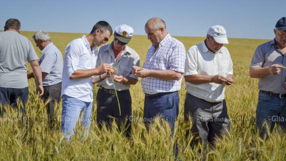 Agronomul-șef Anatol GURMEZA (în stânga), SRL „Grildas-Agro”, verifică numărul și greutatea boabelor de grâu