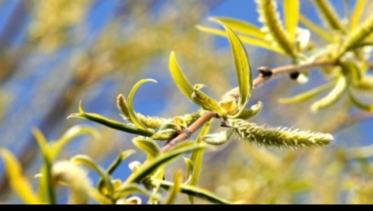 Simbolismul salciei de Florii