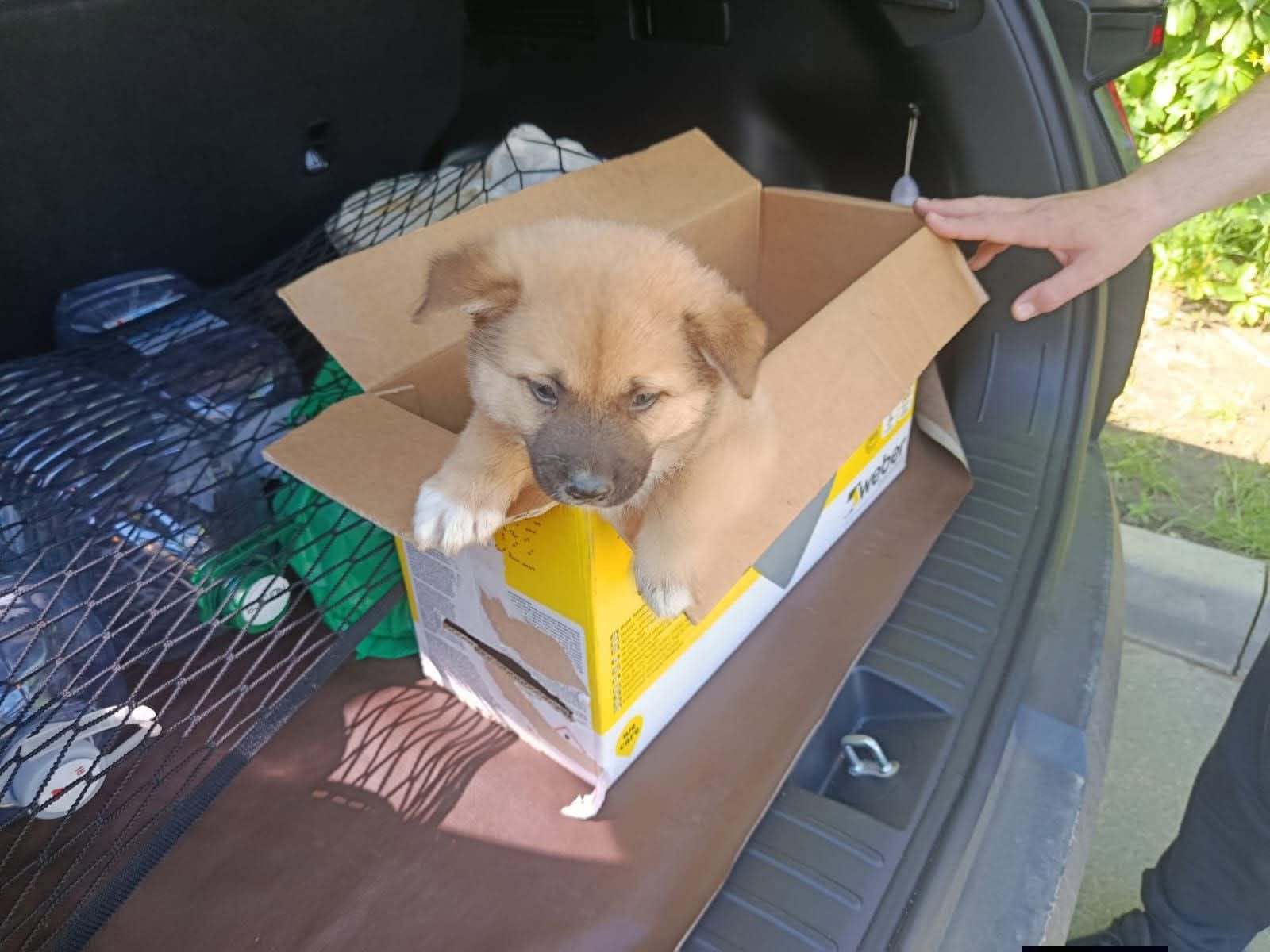 Un câine caută adăpost